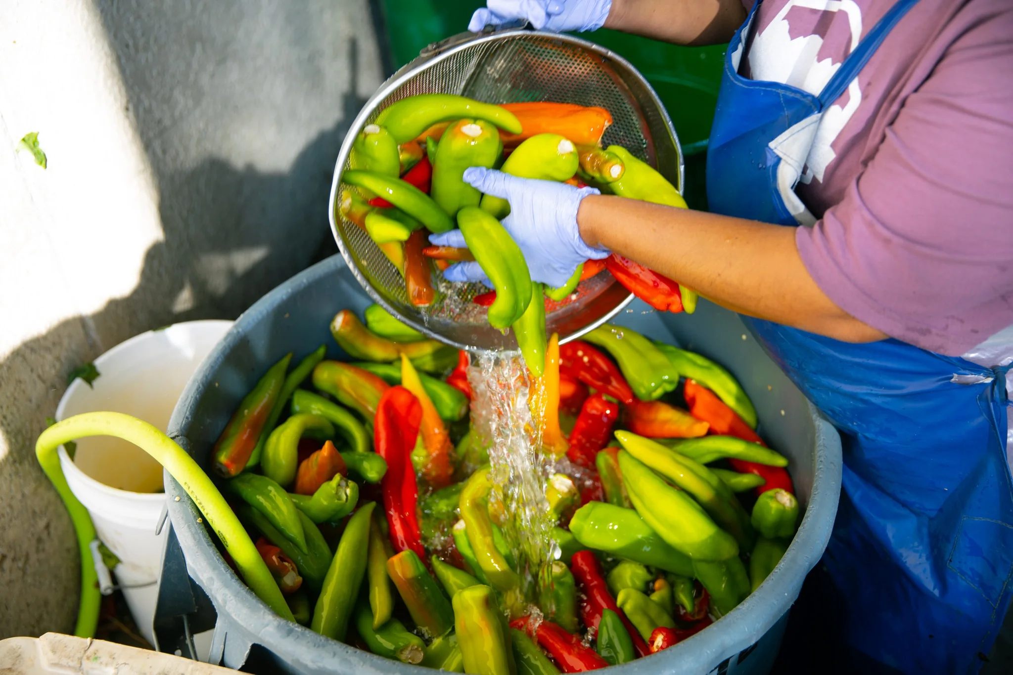What Is Hatch Chile and Why Is It a Culinary Favorite?
